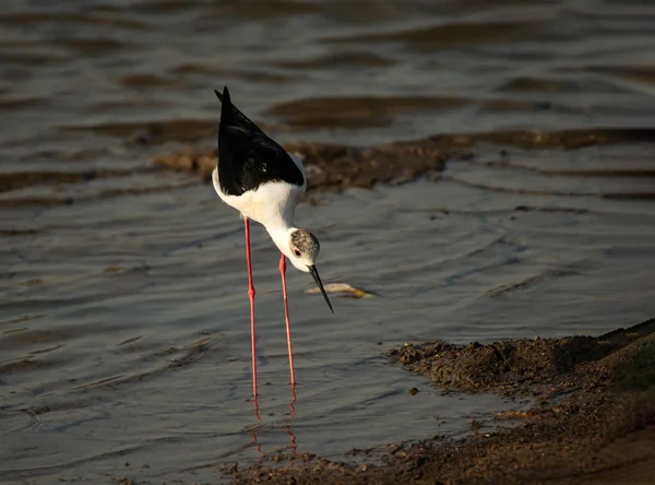 Schwarzflügelstrandläufer Meer — Stockfoto