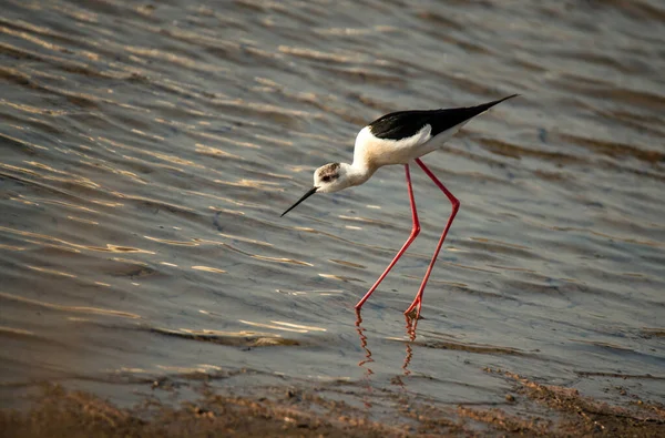 Denizin kara kanatlı düdükçüsü