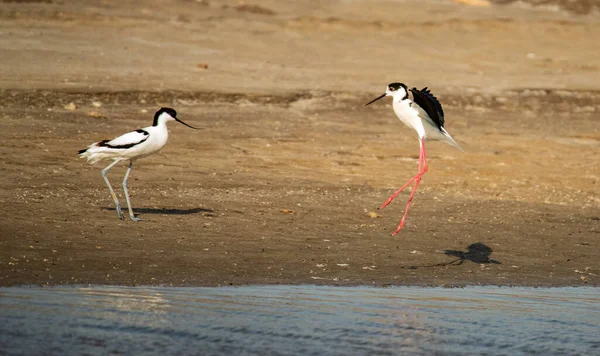 Schwarzflügelstrandläufer Meer — Stockfoto