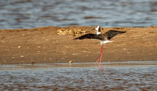Denizin kara kanatlı düdükçüsü