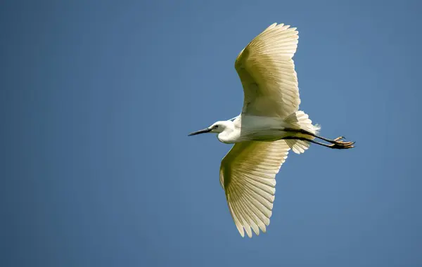 Seidenreiher Fliegen Himmel — Stockfoto