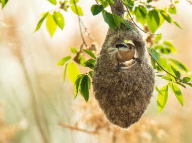 Çin Panquay bir kuş mimarı.