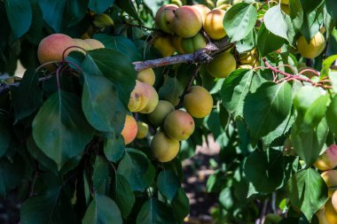Evin arkasındaki kayısılar olgunlaşmış.