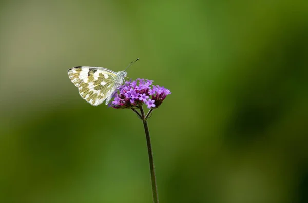Farfalle Piccoli Fiori Viola — Foto Stock