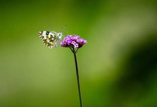 Schmetterlinge Auf Kleinen Lila Blüten — Stockfoto
