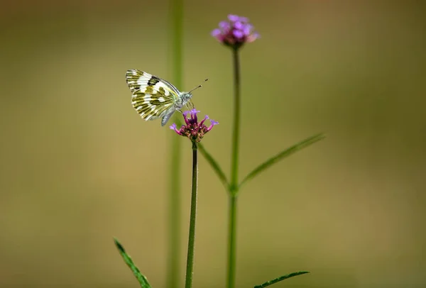 Farfalle Piccoli Fiori Viola — Foto Stock