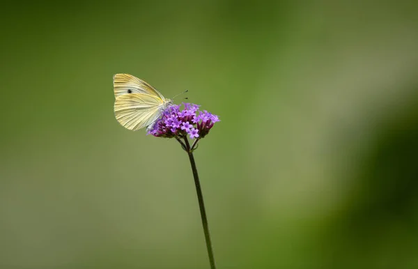 Schmetterlinge Auf Kleinen Lila Blüten — Stockfoto