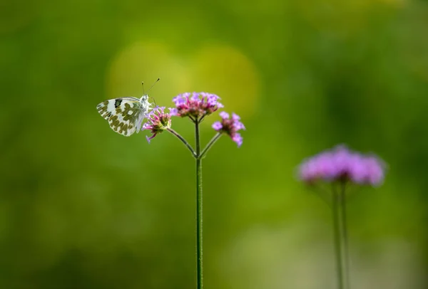 Schmetterlinge Auf Kleinen Lila Blüten — Stockfoto