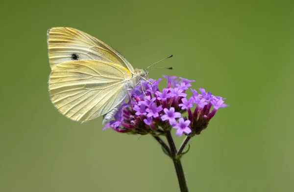 Schöne Schmetterlinge Leuchten Auf Lila Blüten — Stockfoto