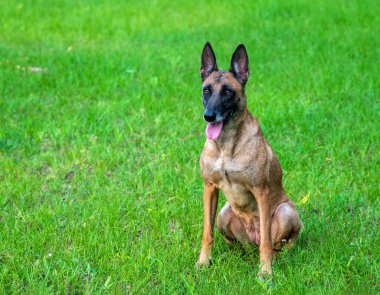 Yakışıklı, nazik bir at köpeği.