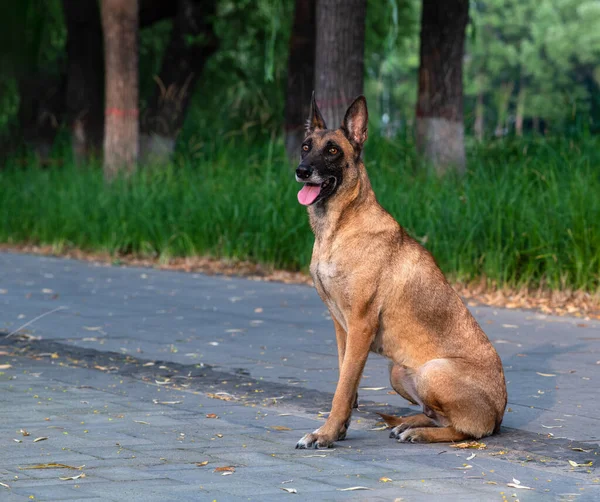 A handsome gentle horse dog