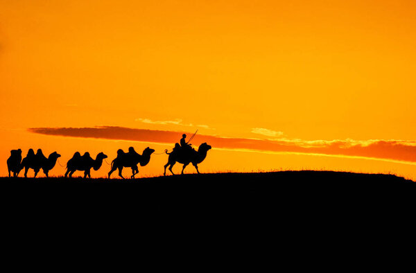 A line of camels walked in the sunset