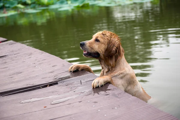 A dog swims in the lake