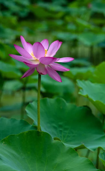 Lotus Opens Ten Xiang — Photo