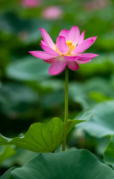 Lotus Opens Ten Xiang — Stock Photo, Image