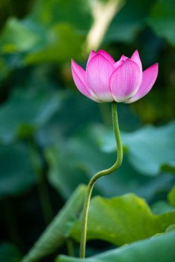 Lotus on li xiang açar.