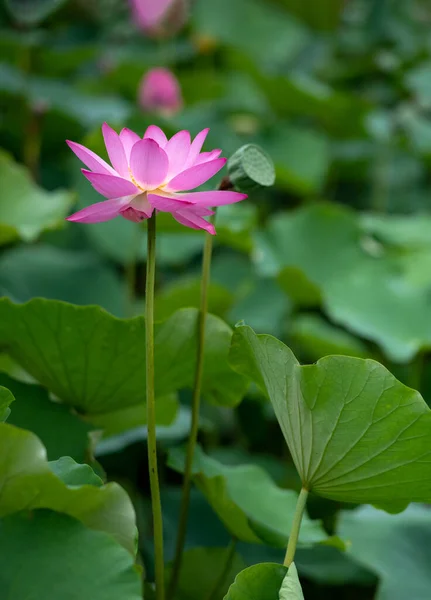 Lotus Opens Ten Xiang — Stock Photo, Image