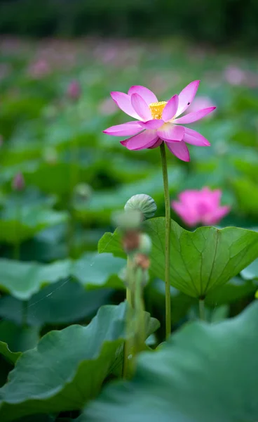 Lotus Opens Ten Xiang — Stock Photo, Image