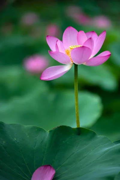 Lotus Opens Ten Xiang — Stock Photo, Image