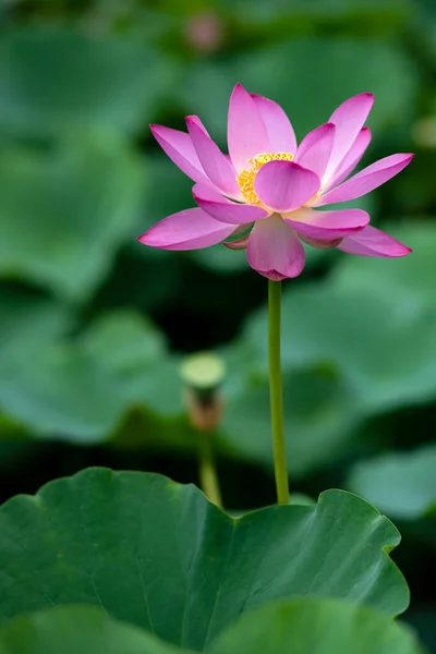 Lotus Opens Ten Xiang — Stock Photo, Image