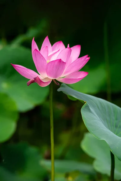 Lotus Otvírá Deset Xiang — Stock fotografie