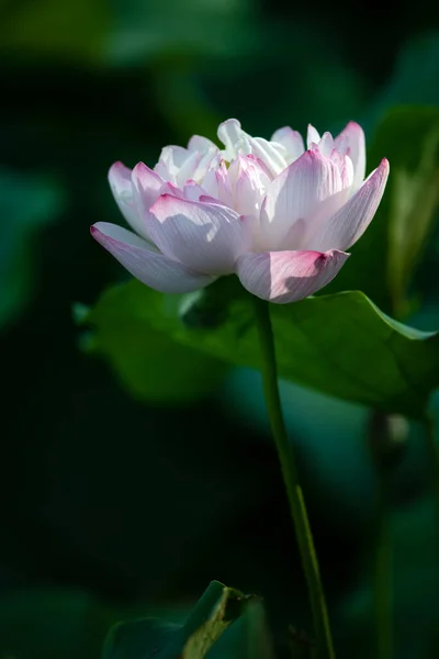 Lotus Opens Ten Xiang — Fotografia de Stock