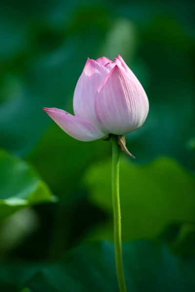 Lotus Opens Ten Xiang — Fotografia de Stock