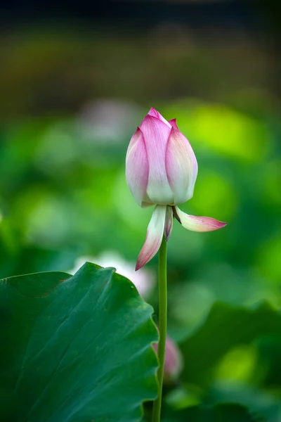 Lotus Opens Ten Xiang — Photo