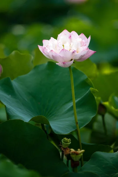 Lotus Opens Ten Xiang — Fotografia de Stock