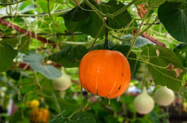 Balkabakları rafta olgunlaştı.