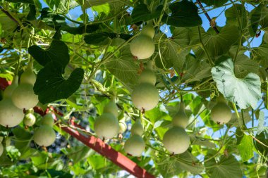 Raftaki su kabağı çok güzel.