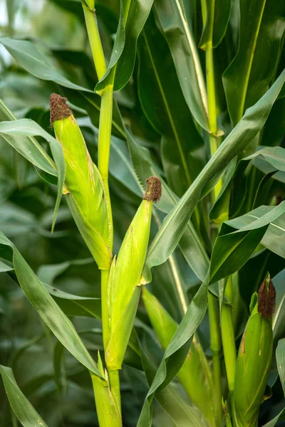 Green Corn Growing Field — ストック写真