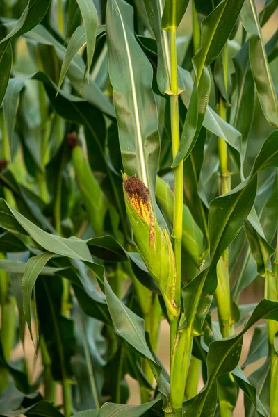 Green Corn Growing Field — ストック写真