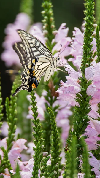 Swallowtail Butterflies Sucking Nectar Flowers — Fotografia de Stock