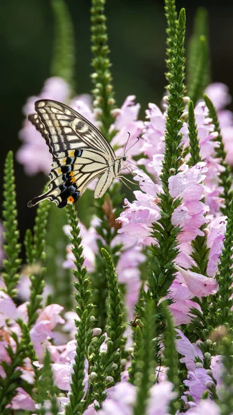 Swallowtail Butterflies Sucking Nectar Flowers — Stockfoto