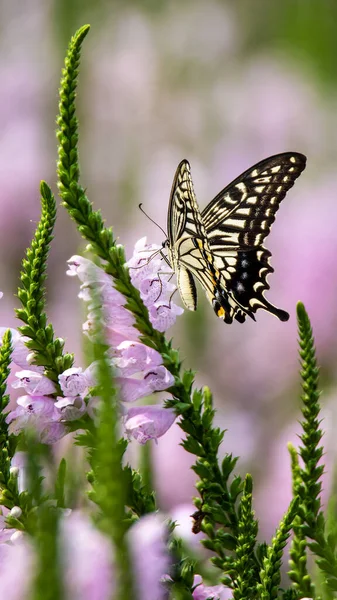 Swallowtail Butterflies Sucking Nectar Flowers — Foto Stock