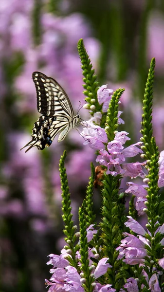 Swallowtail Butterflies Sucking Nectar Flowers — Stock Photo, Image