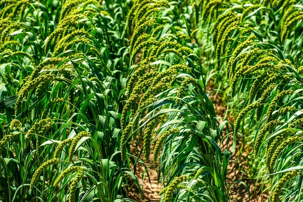 Corn Full Ears —  Fotos de Stock