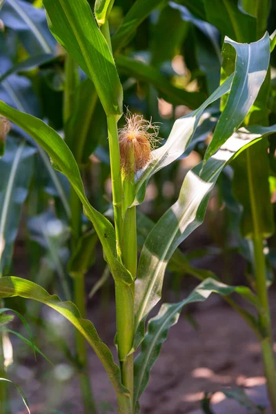 Corn Heading Field — ストック写真