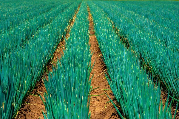 Green Onions Thriving — Stockfoto
