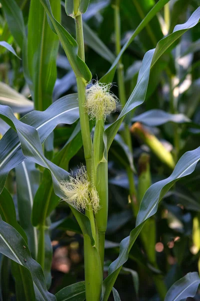 Corn Heading Field — ストック写真