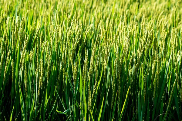 Green Rice Sprouting Ears — Stock fotografie