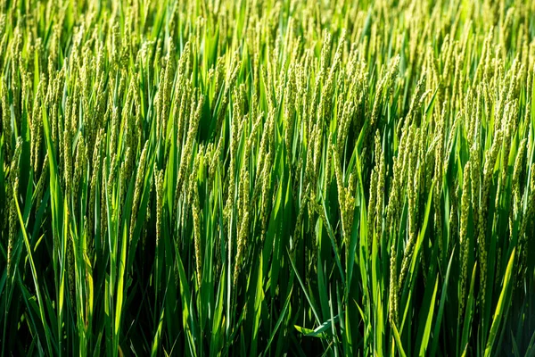 Green Rice Sprouting Ears — Stock fotografie