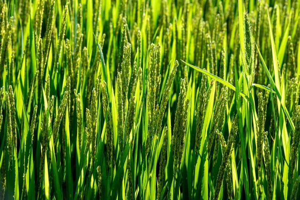 Зеленый Рис Отрастил Уши — стоковое фото