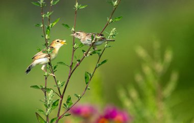 Brown fantail warbler in the garden