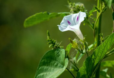 White morning glory in the park