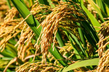 Golden ears of autumn rice