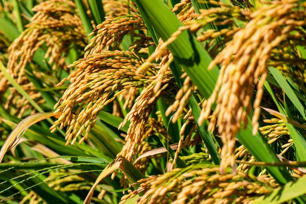 Golden Ears Autumn Rice Stock Fotografie
