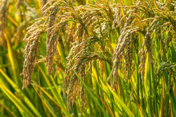Golden Ears Autumn Rice — Stockfoto
