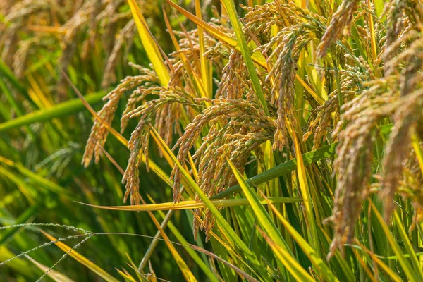 Golden Ears Autumn Rice — Stockfoto